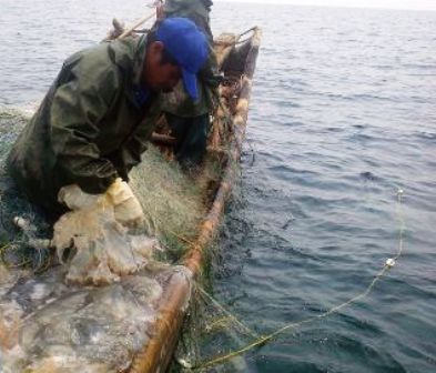 Nghề đánh bắt sứa trên biển của ngư dân tỉnh Thanh Hóa